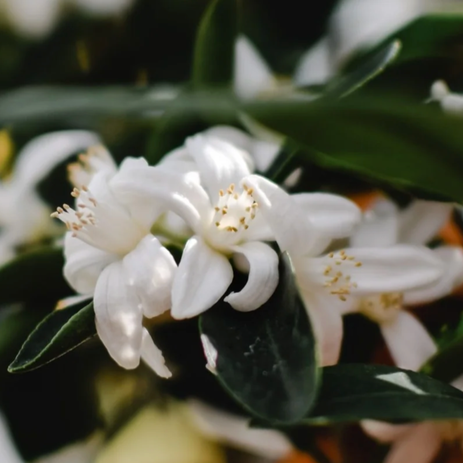Body Scrub · Orange & Neroli
