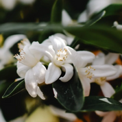 Body Scrub · Orange & Neroli
