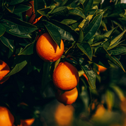 Body Scrub · Orange & Neroli